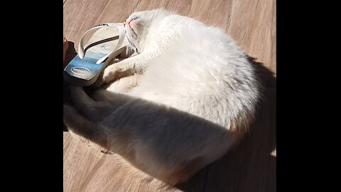 Crazy cat playing with slipper