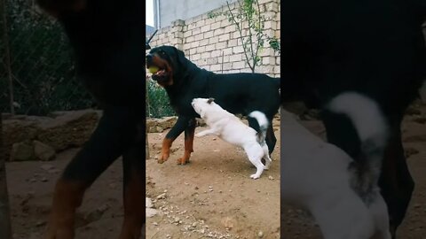 #shorts Смешные Собаки Из Тик Тока 132 Funny Dogs From Tiktok