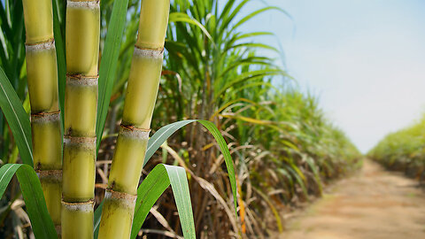 Sugar Cane