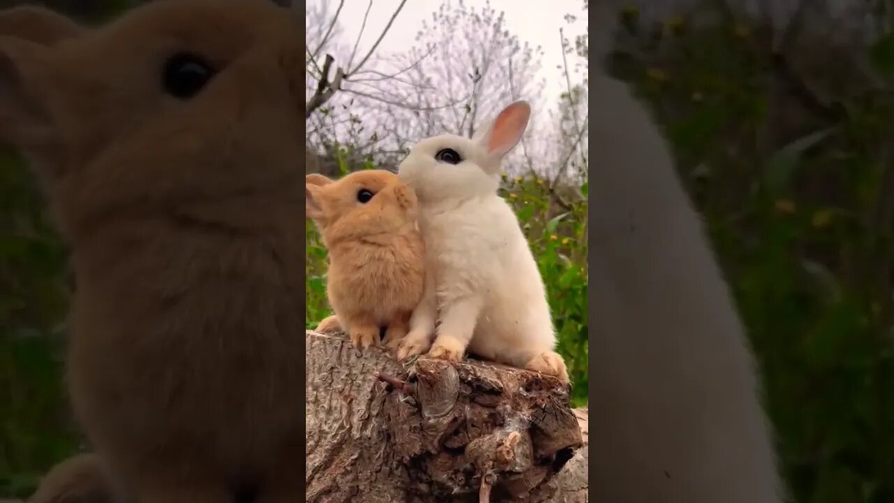 cute rabbit #tranding #shortvideo #trendingshorts #cute #rabbit #animals