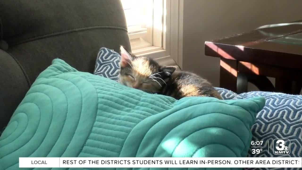 Positively the Heartland: Local woman helps foster hundreds of animals