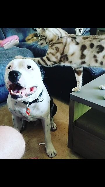 Greedy cat tries to take brush away from dog