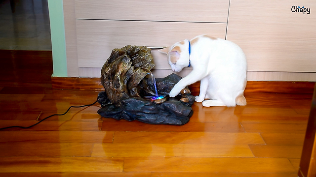 Curious cat fascinated by water fountain decoration