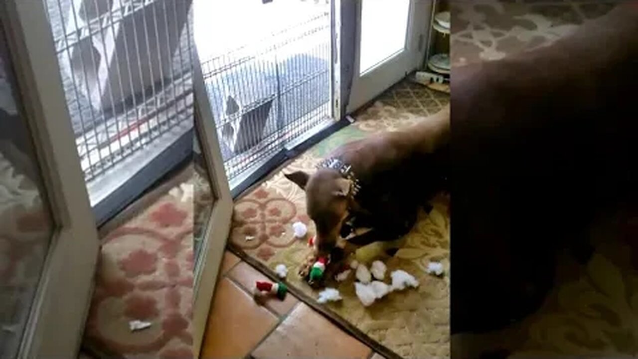 Doberman does not like Santa Claus