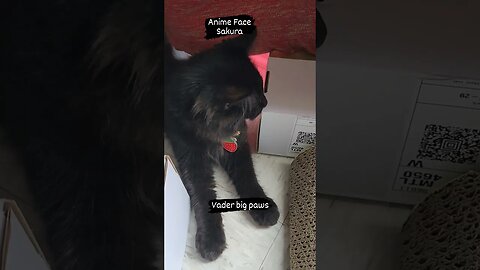 Anime face Sakura and Vader big paws Remembering my baby girl #Kagome #blackcat #animecat #kittens