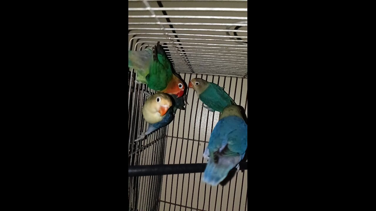 The beauty of lovebirds