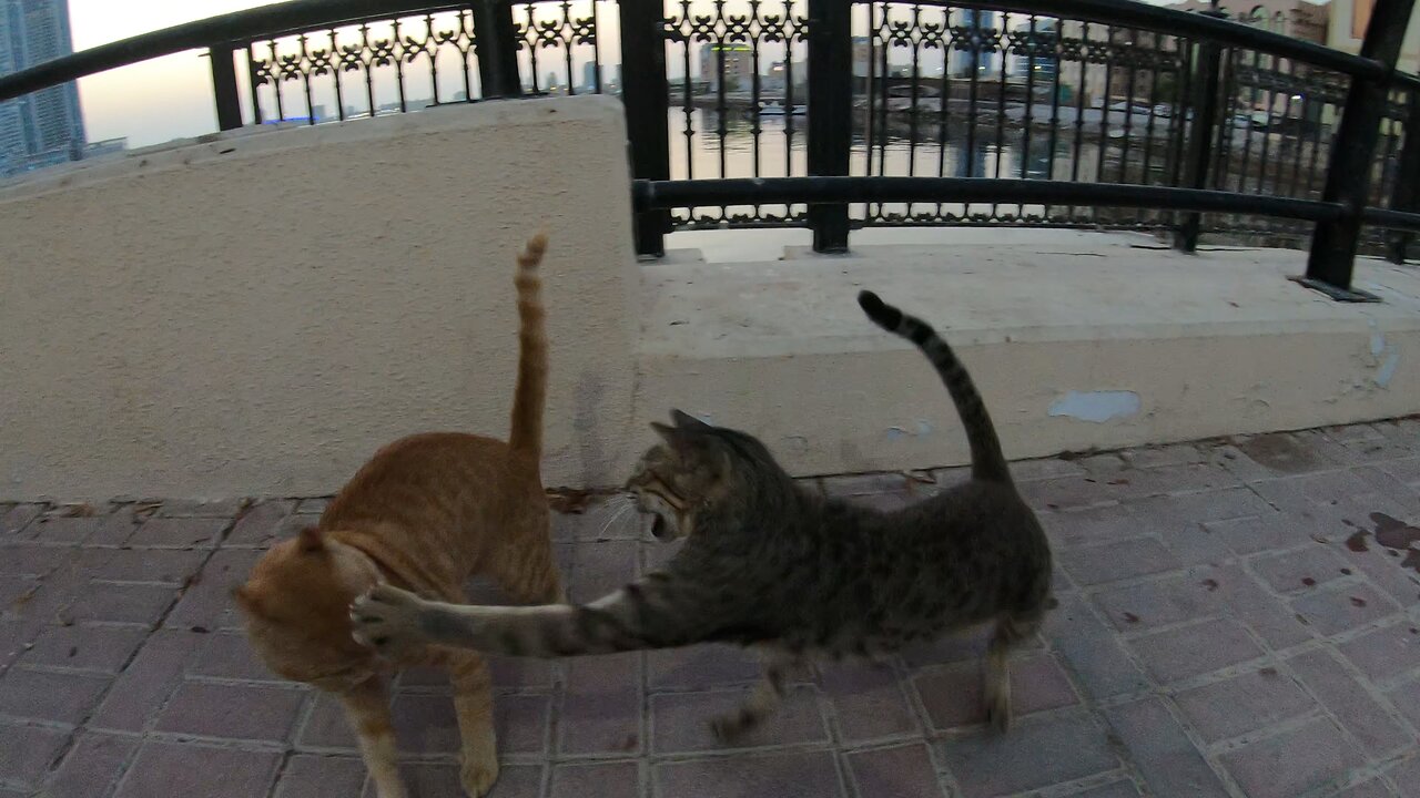 ED SHEERAN & MICHAEL JACKSON - Homeless cats in Ras Al Khaimah, UAE #cat #EdSheeran #MichaelJackson