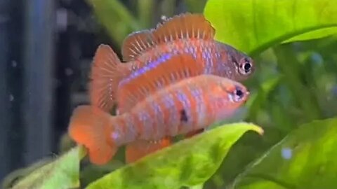 Scarlet Badis Fight