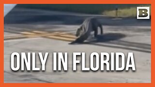 Huge Gator Spotted Casually Strolling Across Orlando Airport Runway