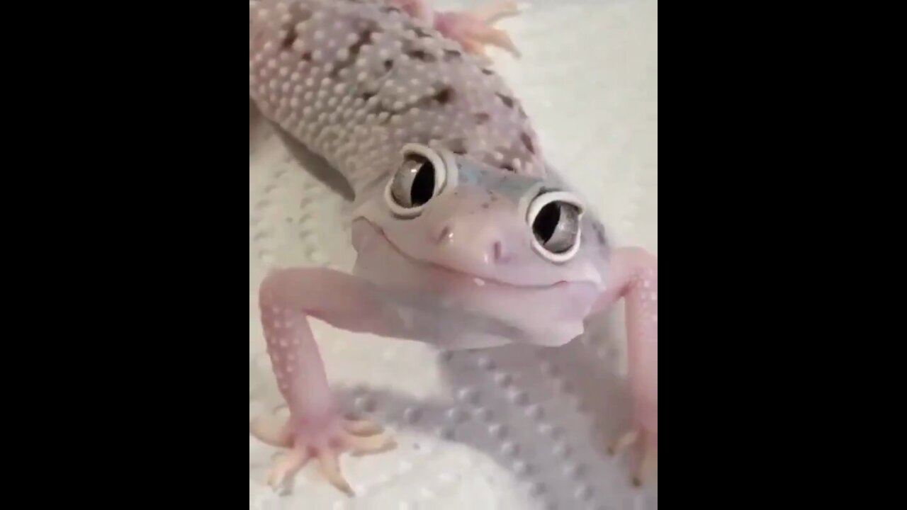 The cutest lizard in the world wishes you a good morning!