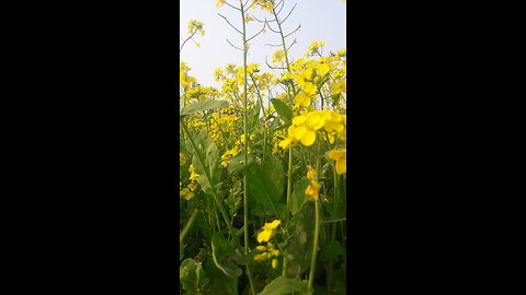 Mustard flower.