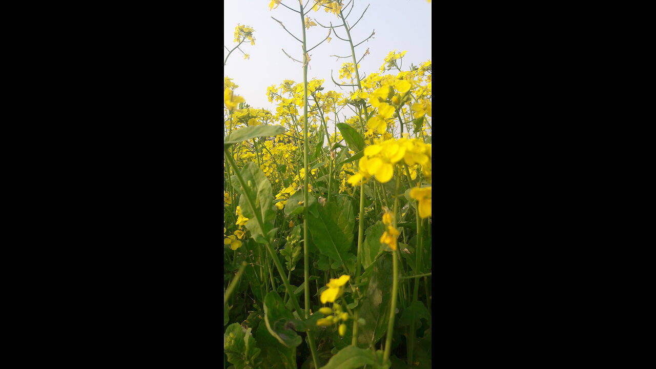 Mustard flower.