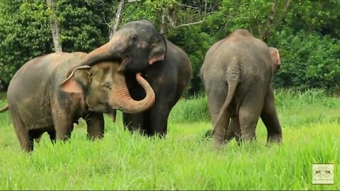 Elephant 2