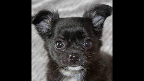 cute chihuahua puppy playing with babble ball.