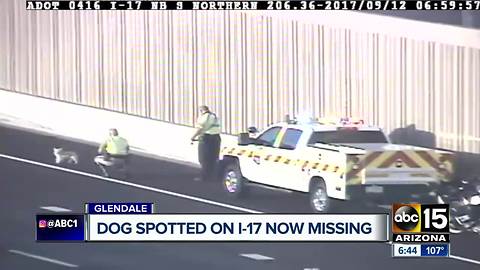 Pup stops traffic on I-17, evades potential rescue in Phoenix