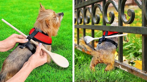 GENIUS HACKS AND GADGETS FOR PET OWNERS