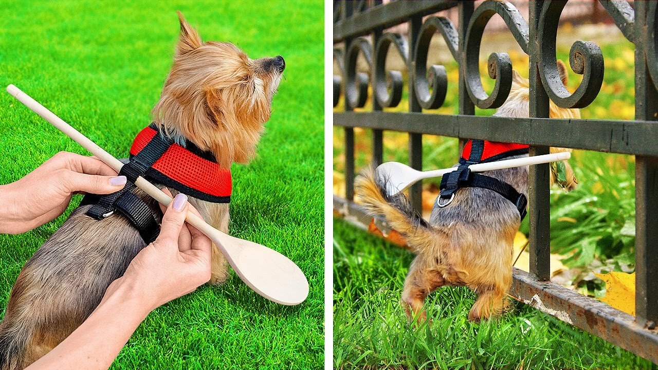 GENIUS HACKS AND GADGETS FOR PET OWNERS