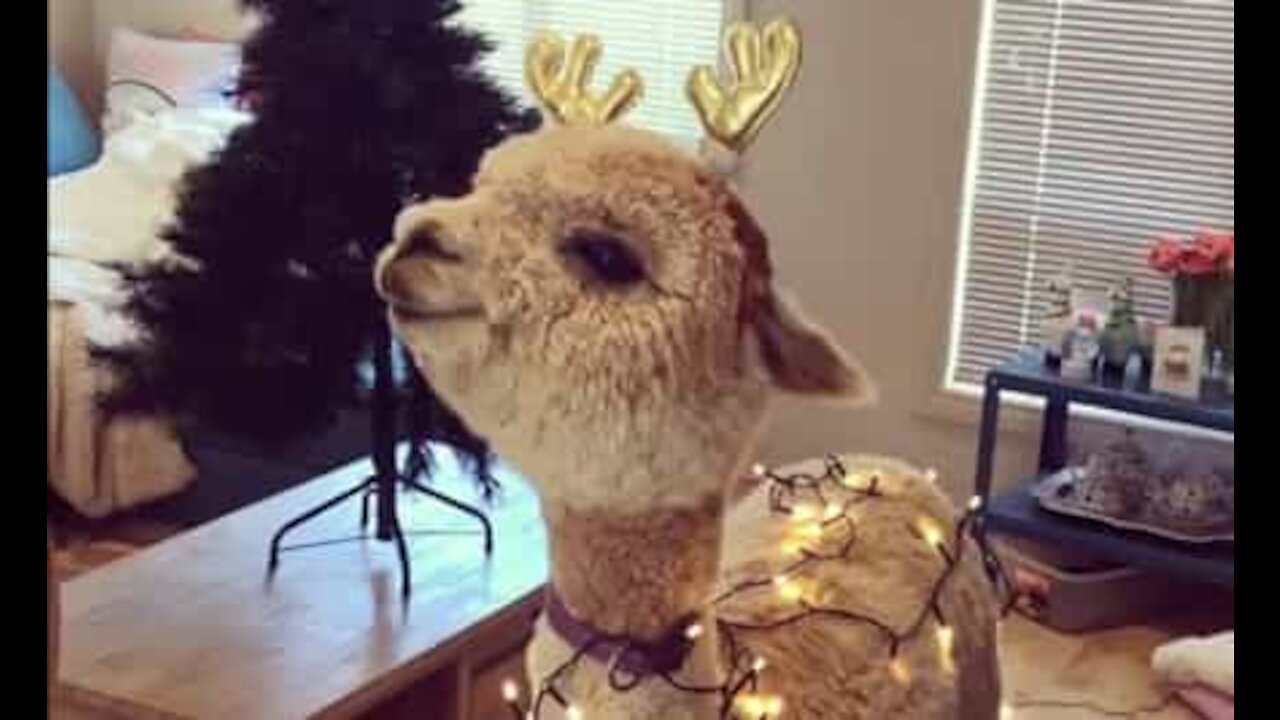 Alpaca entra literalmente no espírito natalino!