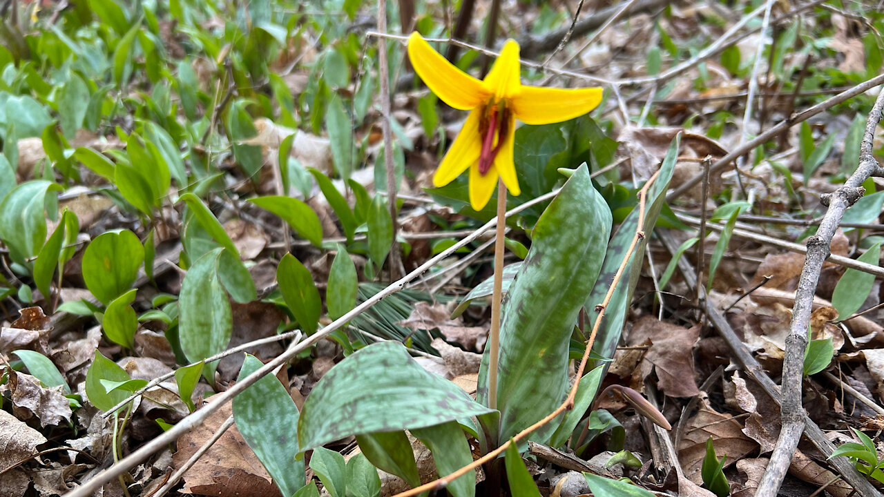 Foraging For Wild Trout Lilies