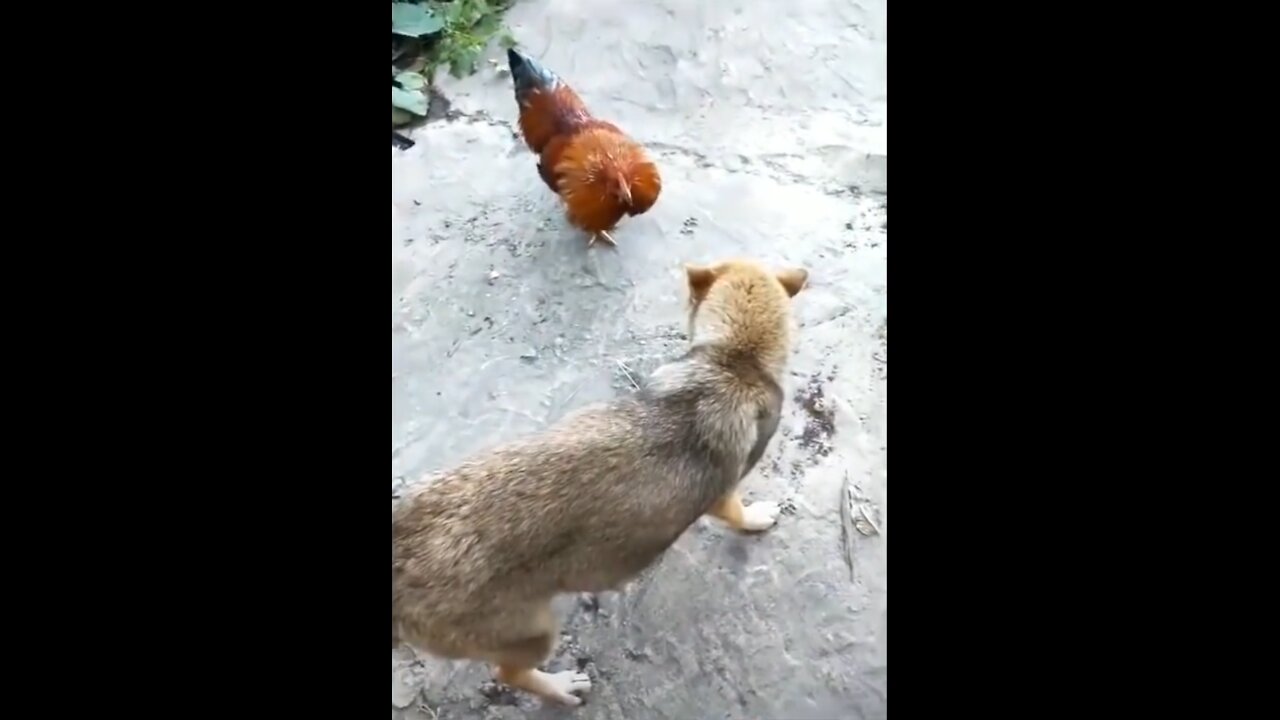 Chicken Vs Doggy