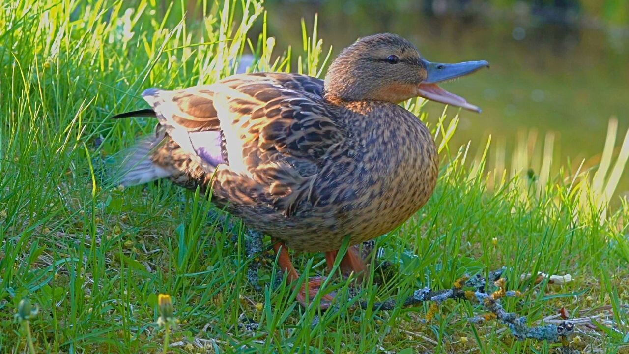 Post Traumatic Event Behavior? More of the Mallard Duck Hen After the Fox