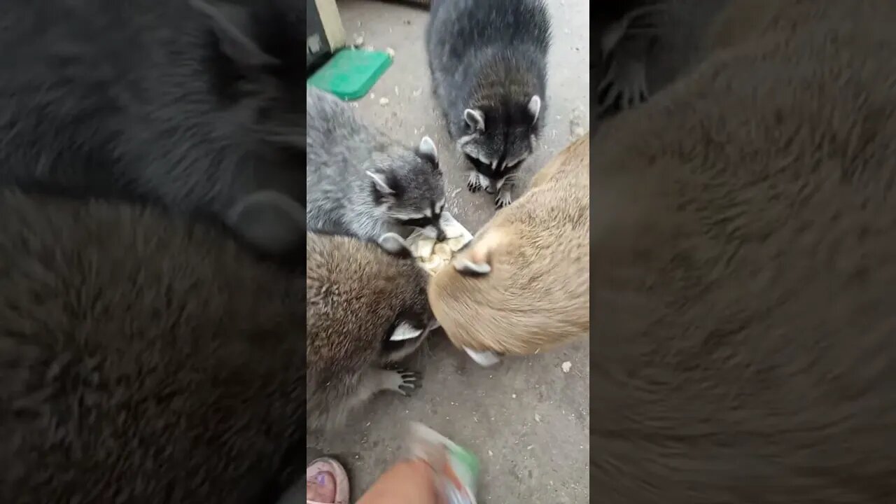 #shorts Смешные Еноты Из Тик Ток 4 Funny Tik Tok Raccoons