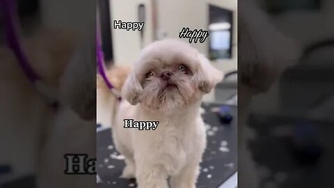 Cute Dog Singing || #shorts #cute