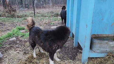 Ancient Guardians Farm Tibetan Mastiffs Bear and Bella