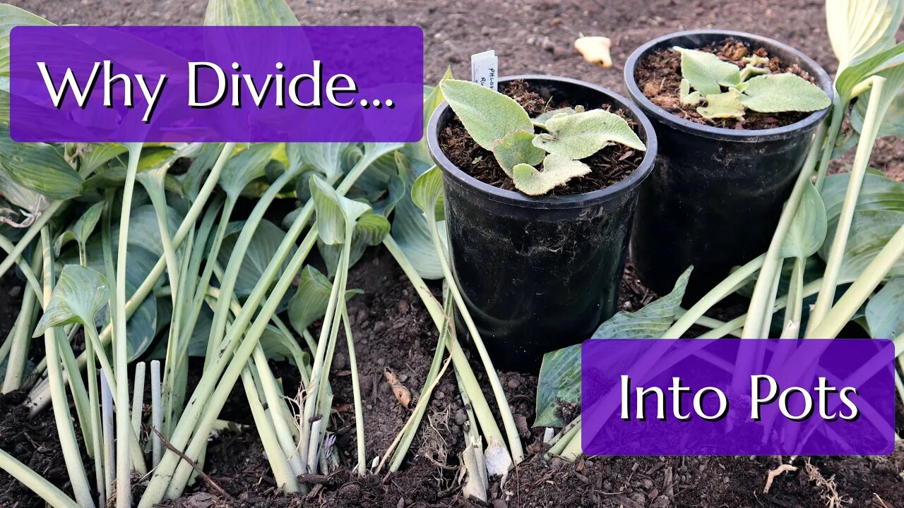 Why Divide Into Pots?