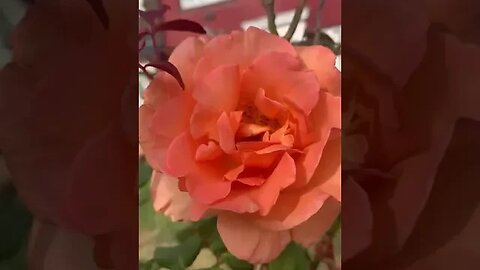 Pink rose is translucid and so beautiful- so much colour and fragility #roses