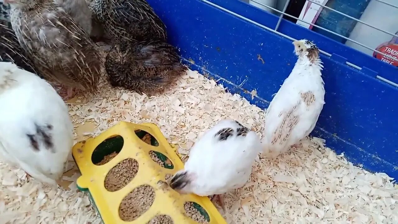 Coturnix Quail Chicks at 4 Weeks