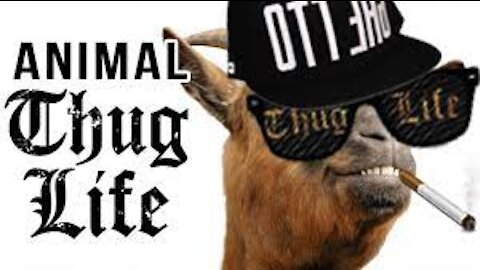 ANIMAL THUG LIFE #1