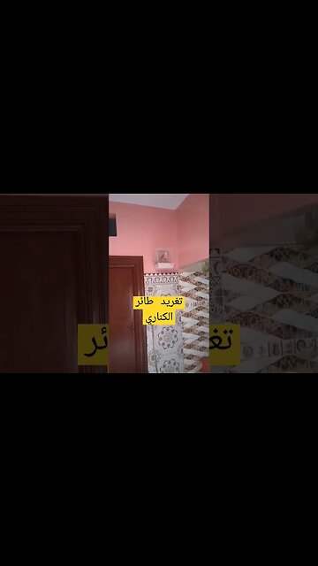 تغريد طائر الكناري كيوت روعة