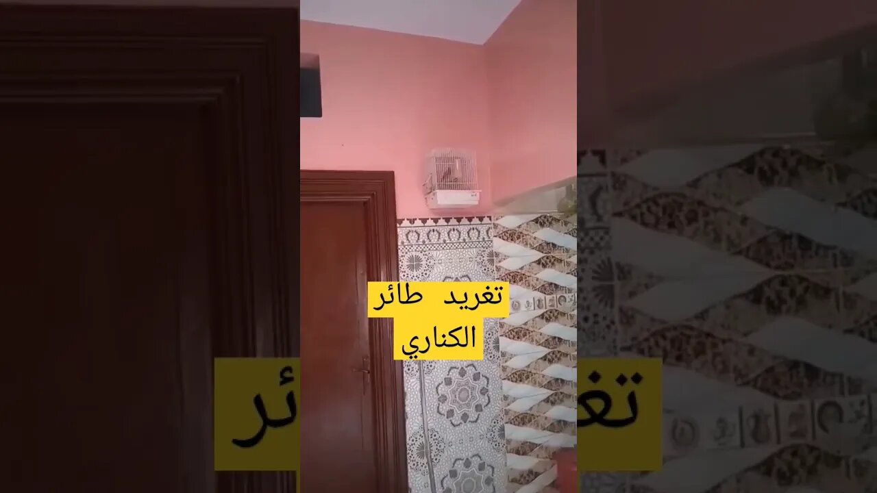 تغريد طائر الكناري كيوت روعة