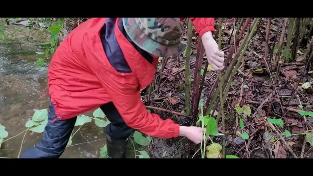 Satisfying bamboo cutting during a rainstorm. Ft. Shed Knives 2022 Spearpoint