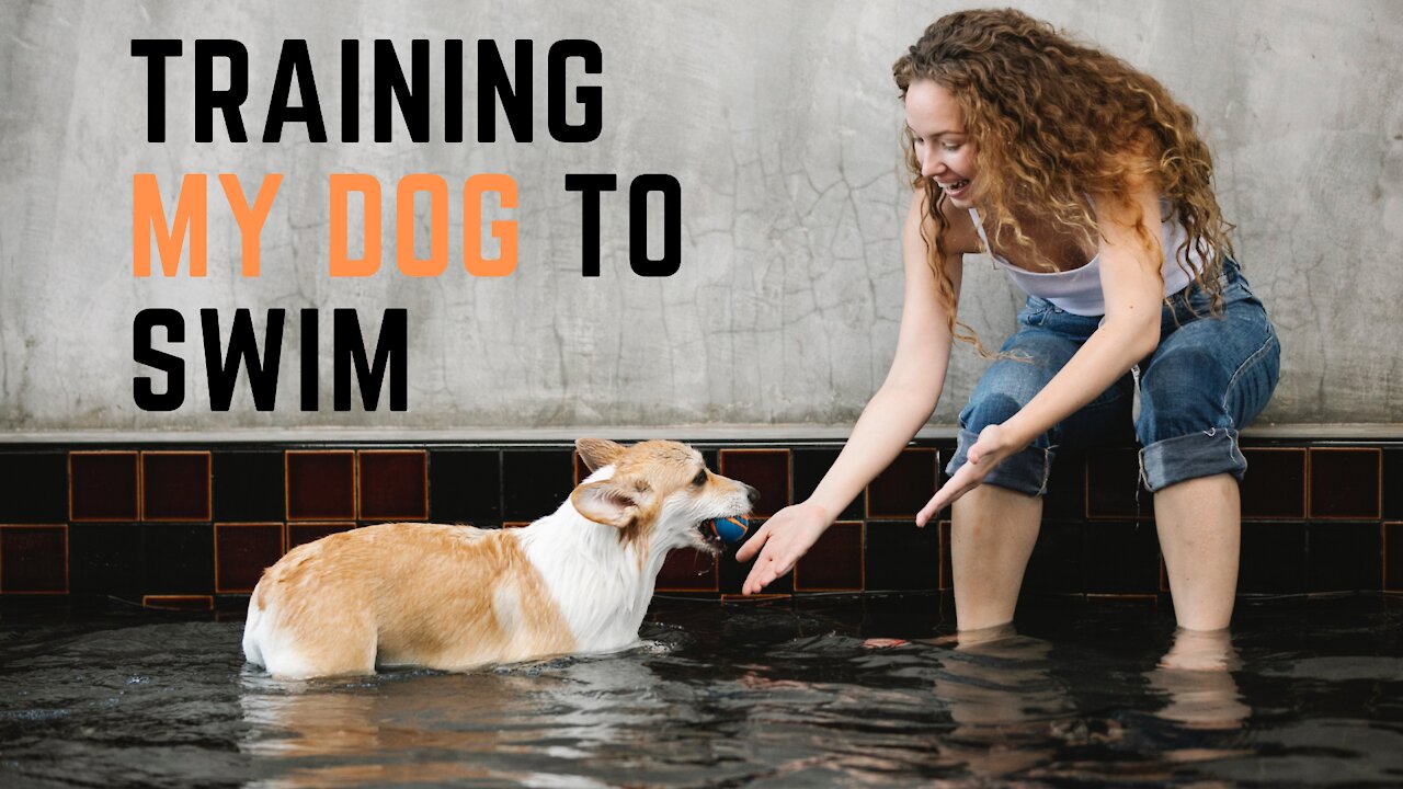 DOG Swimming Lessons