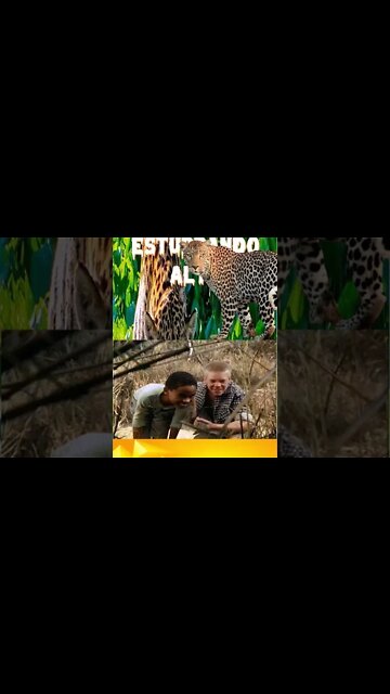 Onça Pintada Esturrando Alto e eu cagando no mato... #shorts