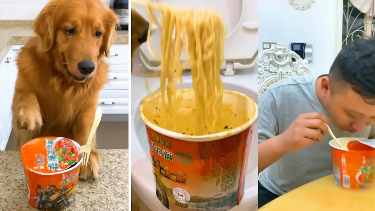 When The Dog Cooked And When The Owner Ate Dinner.Fanny video