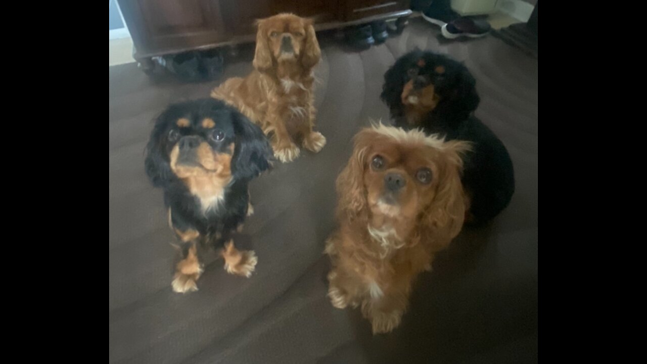 Cutie Cavaliers