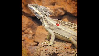 Basilisk lizard