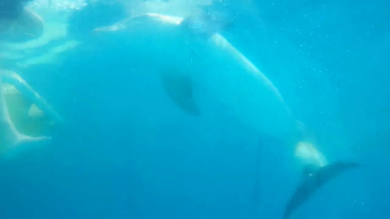 Underwater view of Winter the Dolphin - Part 5