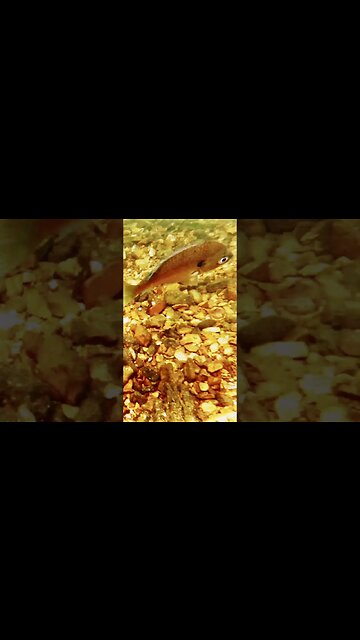 Short - Underwater Fall 2023