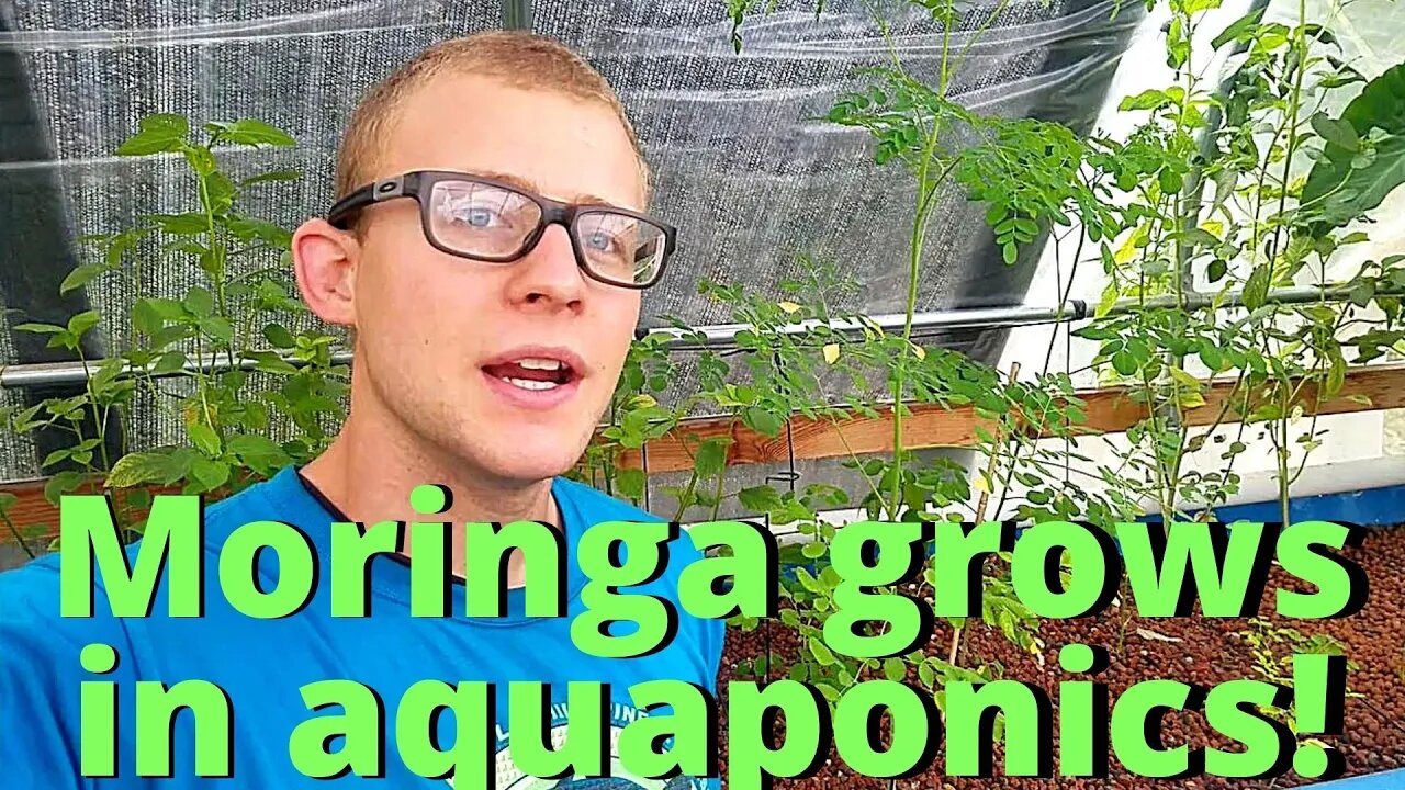 Growing Moringa in aquaponics- YOU CAN GROW MORINGA IN AQUAPONICS! (aquaponic Moringa update)