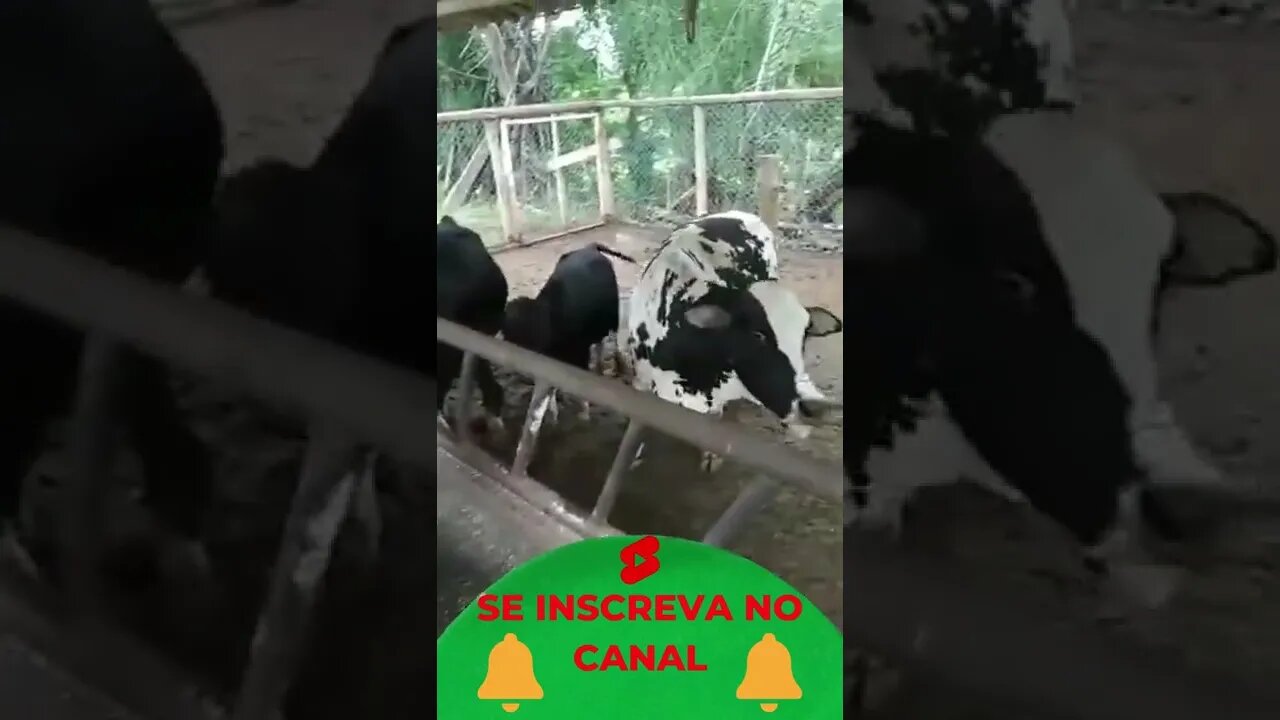Vacas Miúdas no Curral #shorts