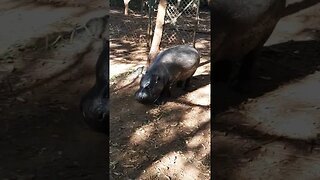 savannah pygmy hippo #relaxing #lions #nature #travel #wildlife #viral #animals #love #cat#short