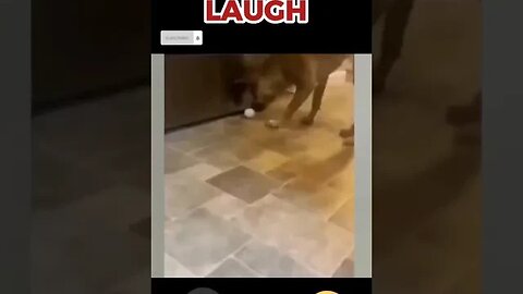 funny pets #shorts #funnydogvideos #viral #funnyanimalvideos