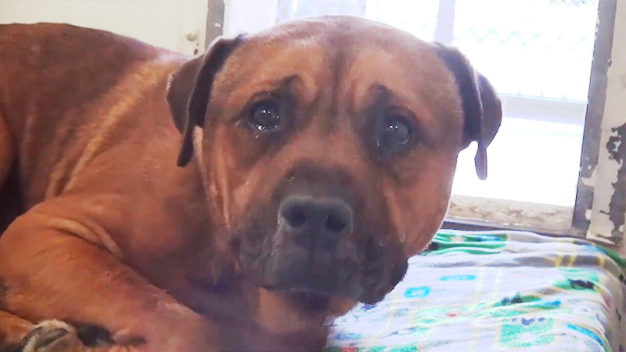 Upon learning that he had been abandoned, the devoted dog could not stop crying in the shelter