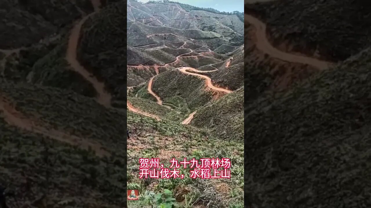 Large Areas of Forest have been Cleared to Make Way for "Turning Forest to Farmland" & Growing Rice