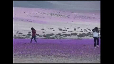 Die trockendste Wüste der Erde beginnt zu Blühen / The driest desert on earth begins to bloom