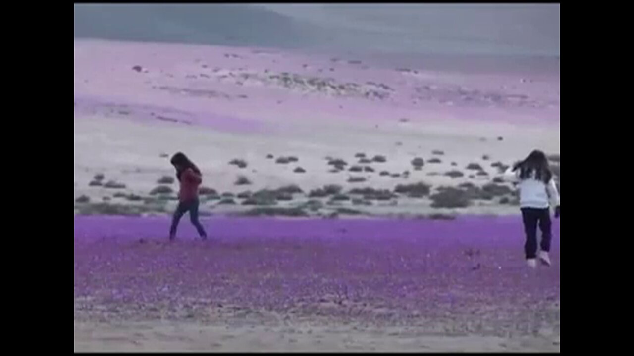 Die trockendste Wüste der Erde beginnt zu Blühen / The driest desert on earth begins to bloom